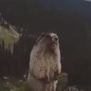 Орущий Суслик В Горах