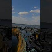 Домашнее Чайки Дай Дай Дай Из Мультика