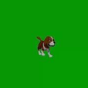 Футаж Собака На Зелёном Фоне Chroma Key Dog Footage