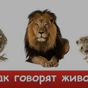 Как Говорят Животные Развивающий Мультик Для Детей Звуки И Голоса Животных Обучающее Видео В Hd