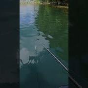 Epic Underwater Snake Strike While Bass Fishing