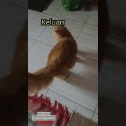 Kucing Bete Diajak Bercanda Burung Kira Kira Mikir Apa Dia