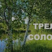 Утреннее Пение Соловья