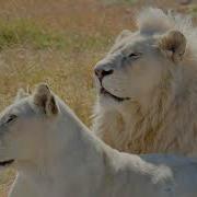 White Lion Sound Effects