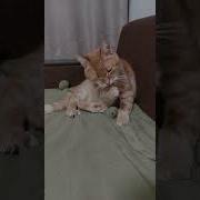 Я Тебе Сегодня Приснюсь Голой