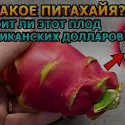 Питайя