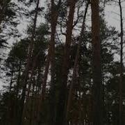 В Лесу Родилась Ёлочка Переделка