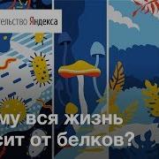 Белки Из Чего Состоит Все Живое На Земле