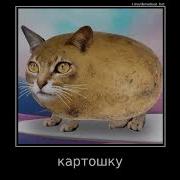 Тикток Мы Жарим Картошку