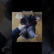 Лишний Мальчик Не Пришел