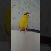 Чирик Чирик Ку Ку