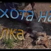 Охота На Волка Охота На Кубани Часть 1