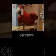 Попугаи Жрут Орешки Slowed