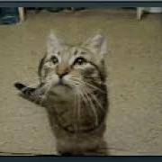 Meow Lvusm 1 Hour