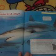 Акулы Удивительная Энциклопедия
