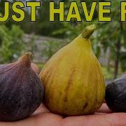 Fig