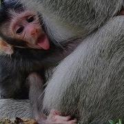 Pink Face Newborn Monkey Hungry Milk Need Mom Breastfeed Baby