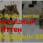 Шок Кыргыз Карышкырды Кармап Алды