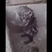 Мышь Моется И Поёт