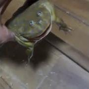 Жаба Кричит Крик Злой Щитоспинки