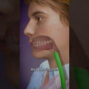 Gulp Swallow Meme