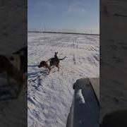 Ара Его Не Ебать Надо А Поймать Мы На Охоту Приехали