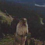 Где Все Или Орущий Сурок