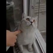 Кот Завис Смешной Кот