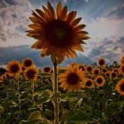 Shulman Transmissions In Bloom Alive Mix