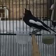 Masteran Kacer Full Isian Jernih Durasi Panjang Mp3 Masteran Burung