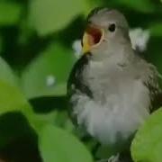 Садои Булбул Дар Кухистон
