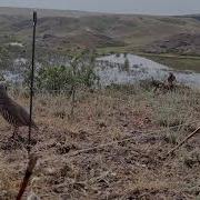 Охота Кеклик