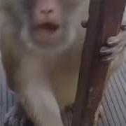 Чисто Дагестанская Озвучка