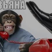 Звонит Обезьяна Из Зоопарка Мошенники Звонят По Телефону