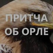 Возрождение Притча Об Орле