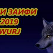 Саши Заифи Wurj