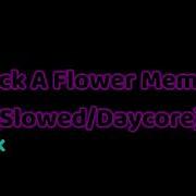 Pick A Flower Meme Daycore