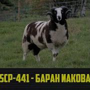 Scp 441 Баран Иакова