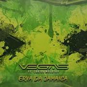 Erva Da Jamaica Vegas Brazil