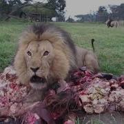 Lion Feed