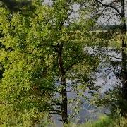 Сосновка Лагерь Битм Бгту На Десне У Жуковки
