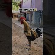 Петух Кудах Кудах