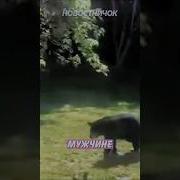 Медведь Не Привязанный