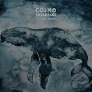 Blow Hole Cosmo Sheldrake