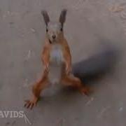 Танец Белочек Dance Of Little Squirrels Новогодний Утренник В Детском Саду