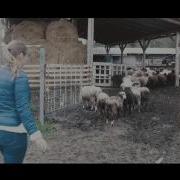 Из Ивановы Ивановы Свинья Опоросилась Счать