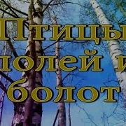 Опила Берд Только Голос