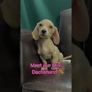Doxie Doxy