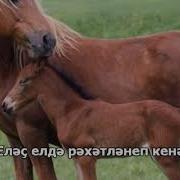 Ҡайтам Әле Тыуған Яҡтарыма