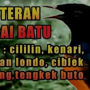 Masteran Murai Batu Full Isian Cililin Kenari Sikatan Londo Dll
